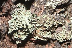 Cladonia rigida