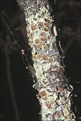 Flavoparmelia rutidota