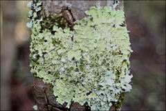 Flavoparmelia rutidota
