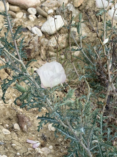Argemone sanguinea, photograph 3