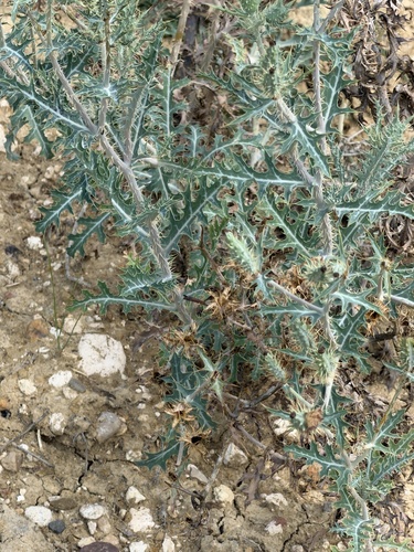 Argemone sanguinea, photograph 6