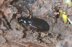 Paranchus albipes