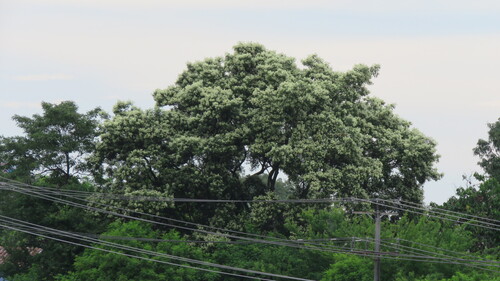 Albizia adinocephala, 2025-07-05