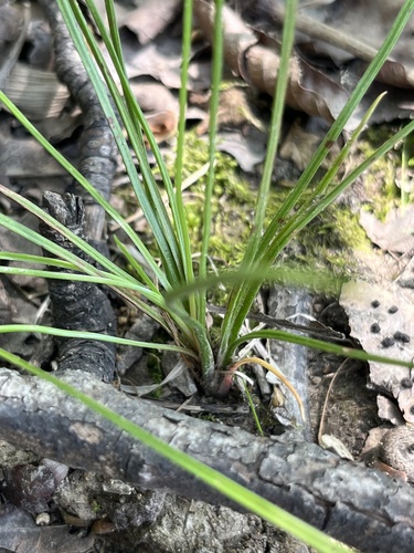 Isoetes melanopoda, 2026-05-17