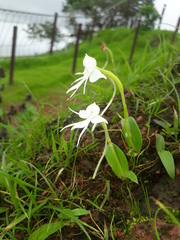 Habenaria rariflora