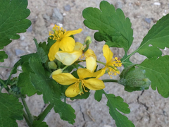 Chelidonium majus