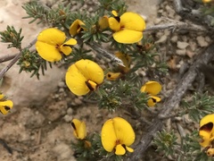 Pultenaea canaliculata