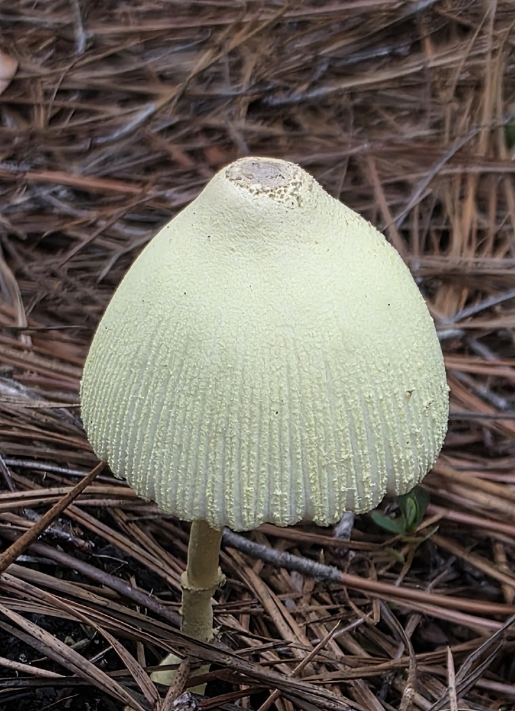 flowerpot parasol · May 2026 · photo: Photo: no rights reserved · iNaturalist