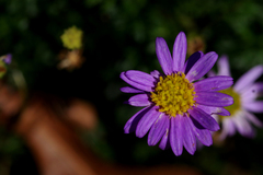 Brachyscome multifida