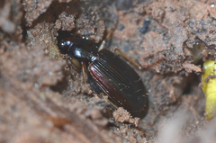 Paranchus albipes