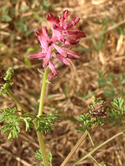 Fumaria officinalis