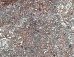 Camponotus