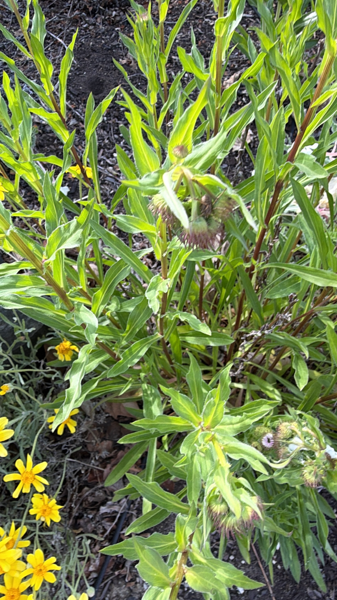 Fleabane
