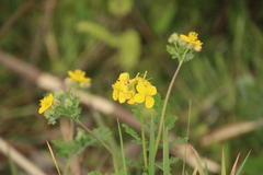 Chelidonium asiaticum