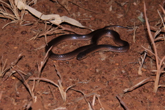Cryptophis pallidiceps