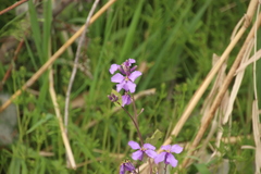 Orychophragmus violaceus