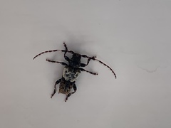 Pogonocherus hispidulus