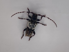 Pogonocherus hispidulus
