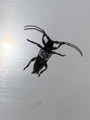 Pogonocherus hispidulus