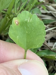 Ranunculus micranthus
