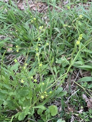 Ranunculus micranthus