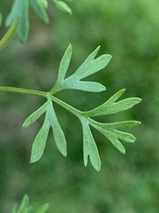 Ammoselinum butleri
