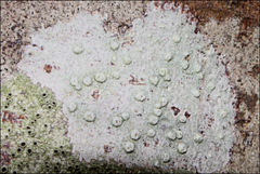 Pertusaria pertractata