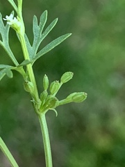 Ammoselinum butleri