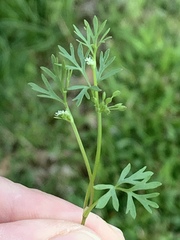 Ammoselinum butleri
