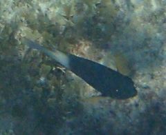 Stegastes partitus
