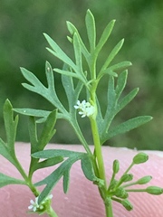 Ammoselinum butleri