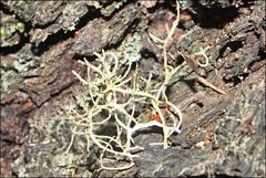 Usnea inermis