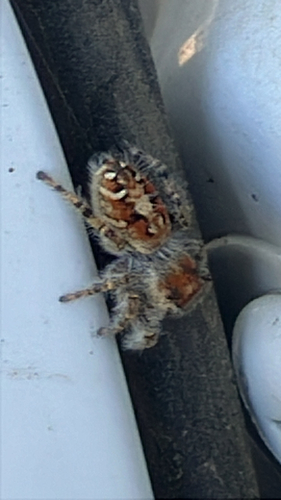 iNaturalist observation photo of Hairy Tufted Jumping Spider