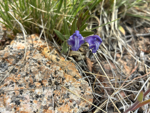 Scutellaria brittonii, photograph 4