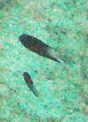 Stegastes partitus