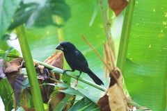 Cyanoloxia cyanoides