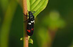 Callitettix versicolor