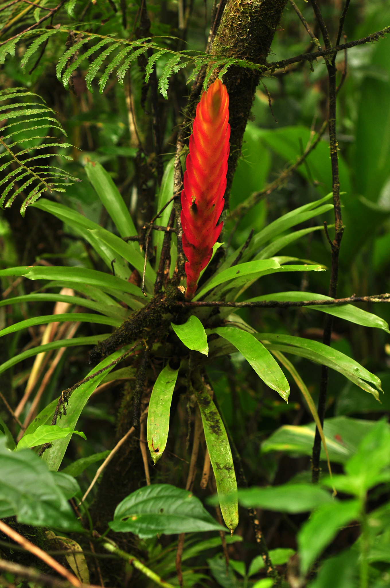 Vriesea