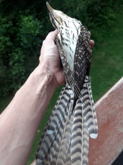 Urodynamis taitensis