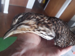 Urodynamis taitensis