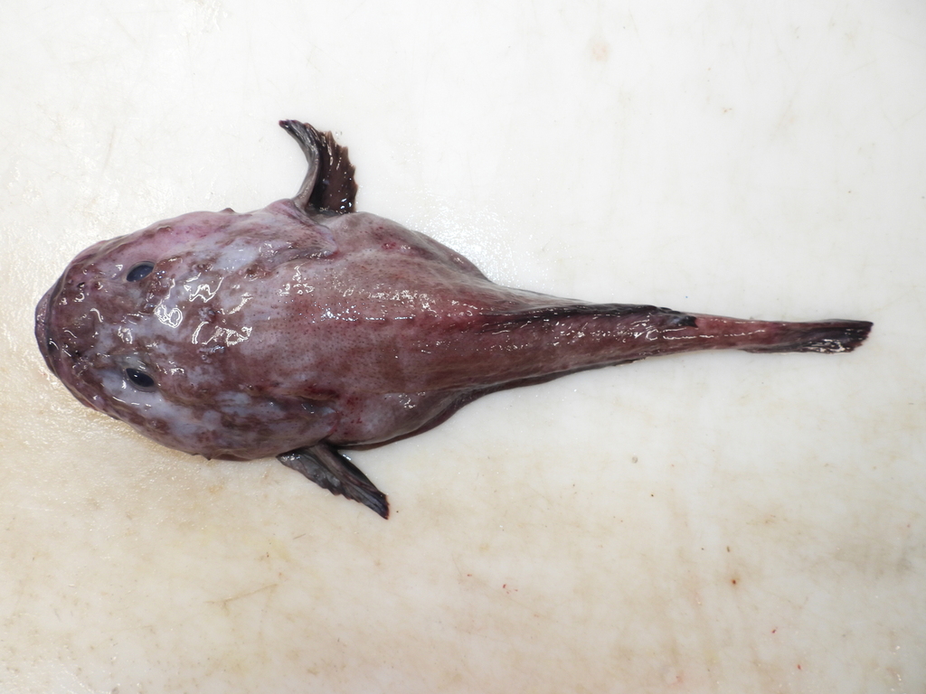 Pallid Sculpin