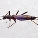 Small Winter Stoneflies - Photo (c) Denis Doucet, some rights reserved (CC BY-NC), uploaded by Denis Doucet