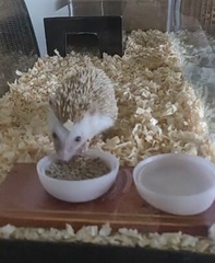 Atelerix albiventris × Atelerix algirus