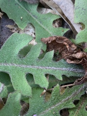 Lactuca hirsuta