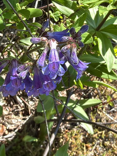 Penstemon ovatus, photograph 2