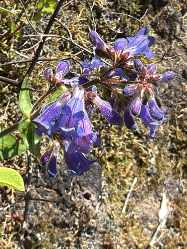 Penstemon ovatus, photograph 4