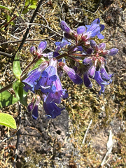 Penstemon ovatus, photograph (c) Aaron Liston, some rights reserved (CC BY)