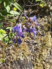 Penstemon ovatus, photograph (c) Aaron Liston, some rights reserved (CC BY)