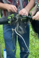 Coluber constrictor priapus