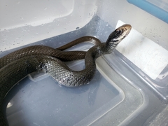 Coluber constrictor priapus